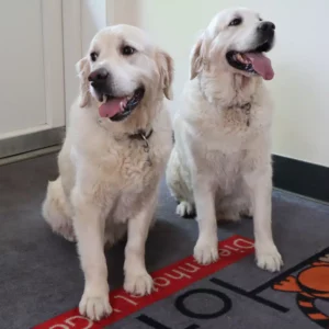 dierenhotel-t-gooi-sfeer-4