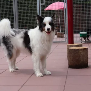 dierenhotel-t-gooi-sfeer-5