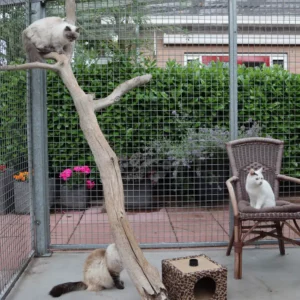 dierenhotel-t-gooi-sfeer-6
